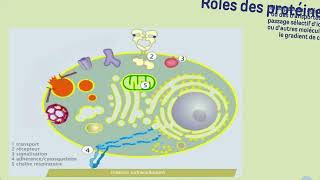 Vidéo 3 Membrane plasmique  LES PROTEINES MEMBRANAIRES [upl. by Fabrice]