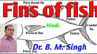 Fish fin Hindi [upl. by Cruz]