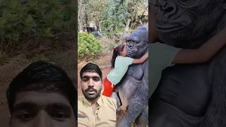 Gorilla ko kisne Pin chubhai ❓ 😱😨amimals cute cutebaby kgf kgfchapter2 cutesy shorts gorilla [upl. by Au]