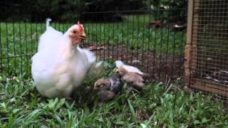 Mother chicken warns chicks of danger [upl. by Ridglea]