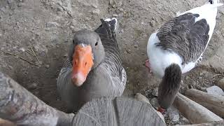 鳴きながら寄って来るポメラニアンガチョウ Pomeranian goose 2016 1108 [upl. by Irma399]