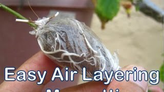 Easy Steps for Air Layering or Marcotting [upl. by Lamoureux]