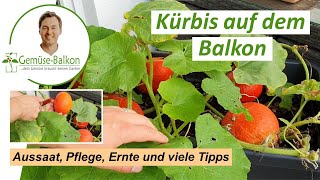 Kürbis 🎃 auf dem Balkon anbauen Anzucht 🌱 Umtopfen Triebe Pflege Düngen vom Samen bis zur Ernte [upl. by Norman630]