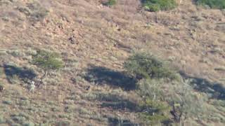 Jarbidge Wilderness Elk [upl. by Lecia585]