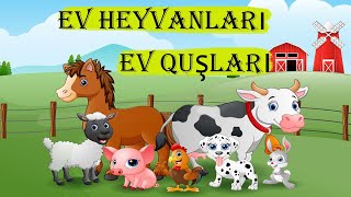 Ev Heyvanlari ve Ev Quslari Korpe Balalar Ucun Oyredici Video [upl. by Aleyam]