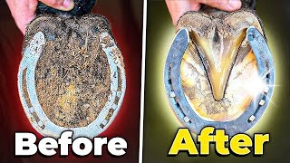 Horse Hoof Cleaning Satisfying Farrier Deep Clean [upl. by Tali]