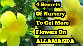 Allamanda plant Not Floweringयह 4 Nursery के Secrets लाएंगे आपके Allamanda पे ढेर सारे फूल [upl. by Hrutkay]