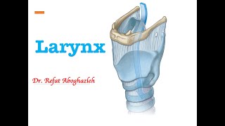 Anatomy of Larynx [upl. by Llewen]