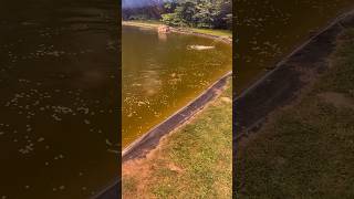 POLARIZED GLASSES INCREASING VISION  Hungarian Carp Feeding Frenzy fish hungry [upl. by Asila40]