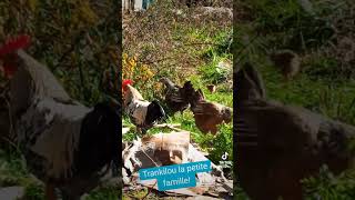 trankilou les poupoukes storytime poules nature [upl. by Socher]