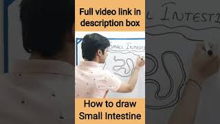 How To Draw a Small Intestine  Shorts [upl. by Goode353]