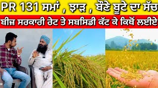 PR 131 Paddy Variety ਬੌਣੇ ਬੂਟੇ ਦੀ ਸਮੱਸਿਆ ਦਾ ਅਸਲ ਸੱਚ [upl. by Flossi]