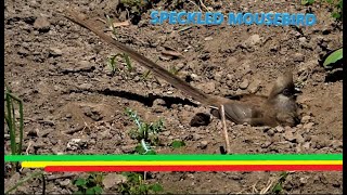 Speckled mousebird  SB Vlogs  Sherwin Buluran [upl. by Akinna361]