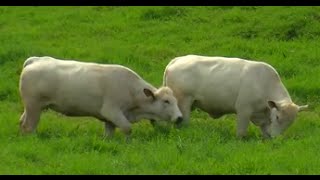 How to Breed Romagnola Cattle  TvAgro by Juan Gonzalo Angel [upl. by Elsy]