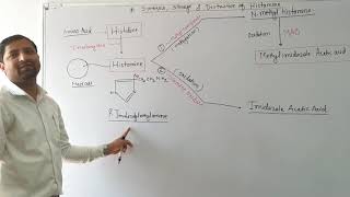 Histamine Synthesis storage and destruction [upl. by Anrahs209]