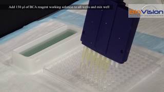 Protein Quantitation Video  Biovision Inc [upl. by Einaffets69]