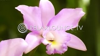 Hintergrundmusik  Ruhig Harmonie Musik zum Lernen Natur  ORCHIDEEN [upl. by Del126]