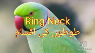 Ringneck Parrots Mutation Breedings [upl. by Alvy413]