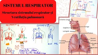 ADMITERE MEDICINA SISTEMUL RESPIRATOR 1 Structura sistemului respirator si Ventilatia pulmonara [upl. by Konikow]