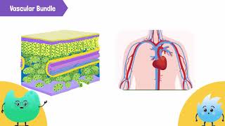 Describe the internal structure of a leaf and its role in photosynthesis [upl. by Mosenthal]