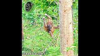 Baby Orangutan Jumps Out Of A Tree shorts [upl. by Elletsyrk450]