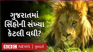 Asiatic lion ગુજરાતમાં સિંહોની સંખ્યા વધી પરંતુ ગણતરી અલગ રીતે કેમ થઈ  BBC GUJARATI [upl. by Geraldina605]