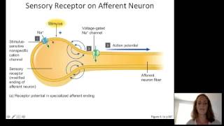 Lecture10 Sensory Physiology [upl. by Bev]