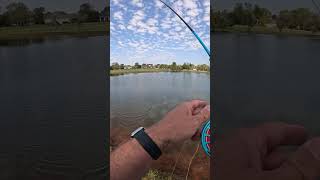 Fly Fishing neighborhood pond for bluegills Huntsville AL bluegill alabama [upl. by Beale]