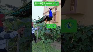 Why Peacocks Are the Most Unlucky Animals [upl. by Pyle]