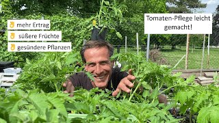 TomatenAnbau einfach erklärt 🤓 wie erreichen wir hohe Erträge süße Früchte und gesunde Pflanzen [upl. by Bailar]