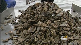 Oystermen Fear Rain Is Hurting Maryland Harvest [upl. by Anirod]