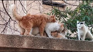 Street cats mating [upl. by Lenahc721]