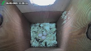 Redbellied Woodpecker nest box Florida LIVE STREAM [upl. by Ylremik]