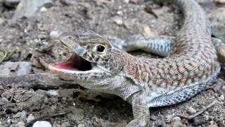 Schreibers fringefingered lizard  Acanthodactylus schreiberi  Ακανθοδάκτυλος  Cyprus [upl. by Enrika778]