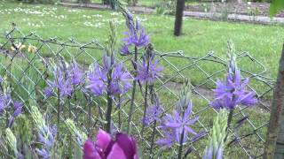 Camassia leichtlinii  Prärielilie Indian Hyacinth [upl. by Dhu45]