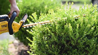 How to trim round boxwoods  First time using Dewalt 20v Hedge Trimmer  🌾🍹 Soil  Margaritas [upl. by Myrvyn343]