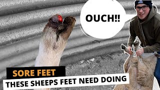 SORE FEET  THESE SHEEPS FEET NEED DOING [upl. by Ries]