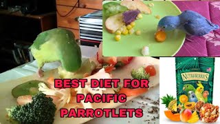 Diet of pacific parrotlets  INDIA  Chennai  Tamil Nadu  birds parrotlets parrots [upl. by Azial263]