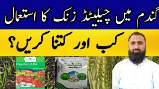 How and When to use EDTA Chelated Zinc in Wheat  Bilal Kanju Official [upl. by Crescin]