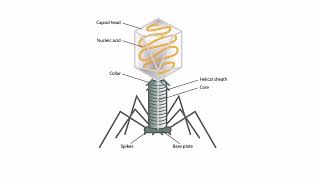 Viral Structures for the USMLE Step 1 [upl. by Malha]