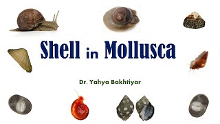 27 Shell in Mollusca [upl. by Normak240]