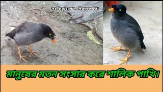 কথা বলা শালিক পাখি।🐦।শালিক পাখিকে কিভাবে কথা শিখাবো। katsa shalik pakhi birds [upl. by Evita]