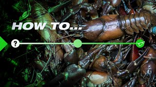 How to AVOID crayfish when carp fishing  Korda [upl. by Elcarim610]