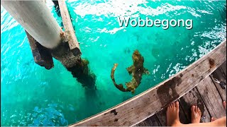 BOYS CATCH HUGE SQUID AND WOBBEGONG SHARK OFF JETTY squidfishing fishing shark [upl. by Donalt]