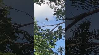 Eastern WoodPewee Flying birds birdwatching wildlife [upl. by Kruter]