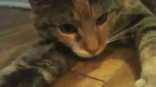 eHarmony Video Bio  A Cat Reacts [upl. by Ahseit937]