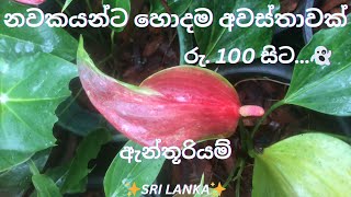 දුර්ලබ Red Feather සමග වර්ග රැසකින් ඔබ වෙනුවෙන්ම…👻  Alankara Plants 0711656785🥰 [upl. by Apostles]