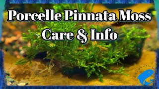 Porcelle Pinnata Moss Care amp Information NEW RARE MOSS Porella Pinnata Liverwort [upl. by Marian]