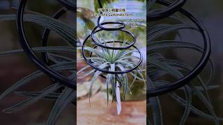 空氣鳳梨分株手榴彈小精靈瓜地馬拉 Tillandsia ionantha Guatemala Form  Air Plants in Taiwan [upl. by Kovar]