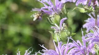 Bee working Bee Balm [upl. by Schubert]